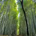 嵐山 竹林の小径